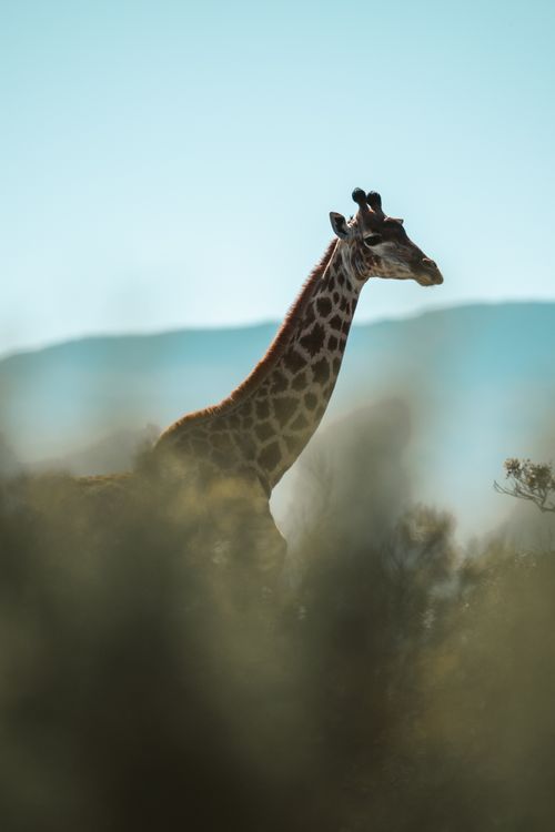 Free A lone giraffe standing gracefully amidst South Africa's natural landscape. Stock Photo