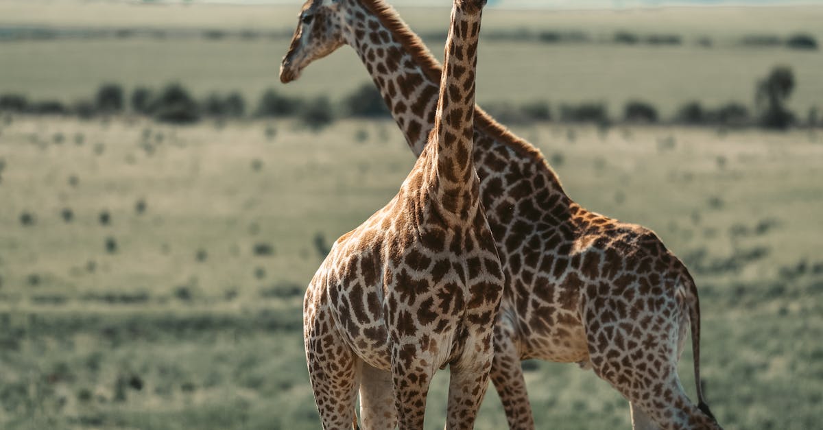 What does solitary mean in animals