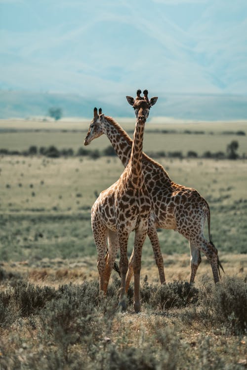 Giraffes on a Grass Field