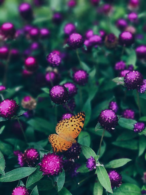 Free stock photo of botanical, butterfly, flora