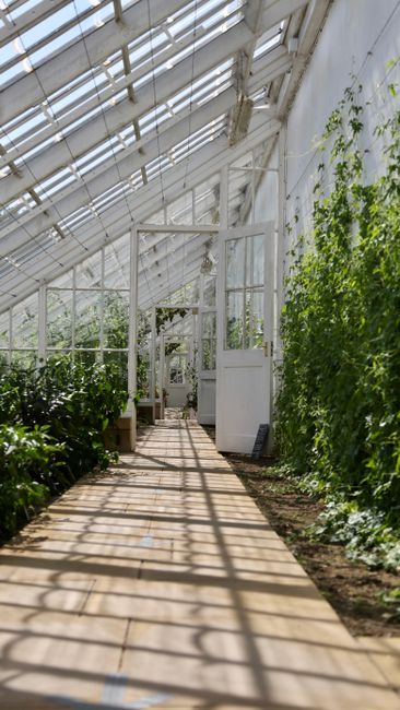 Bright greenhouse interior with lush plants and sunlit pathways, creating a peaceful ambiance.