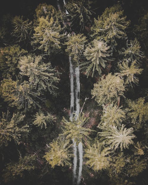 Free Drone Shot of a Forest Stock Photo