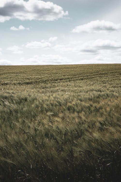 Green Grass Field under a Cloudy Sky