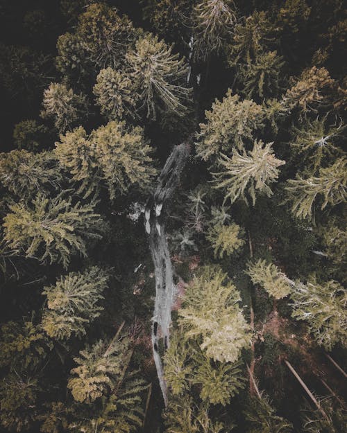 Free Bird's-eye View of a Forest Stock Photo
