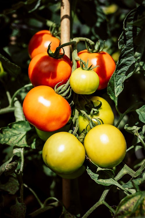 Free Green and Red Tomatoes on Green Leaves Stock Photo