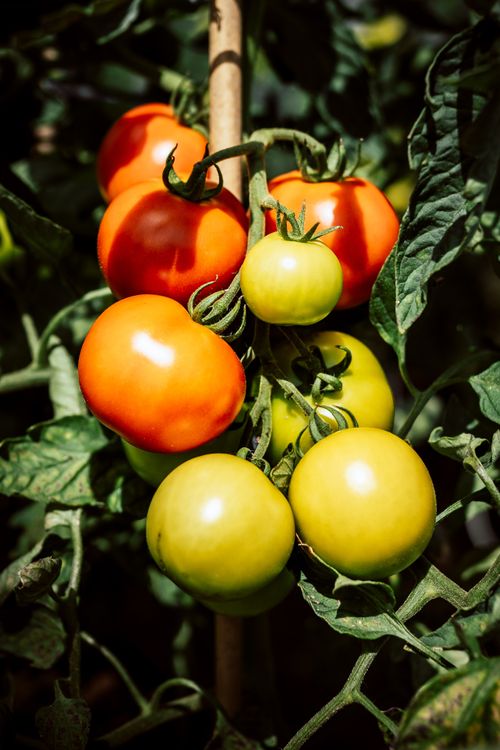 Free Close-up of a tomato plant showcasing both ripe and unripe tomatoes ripening on the vine. Stock Photo
