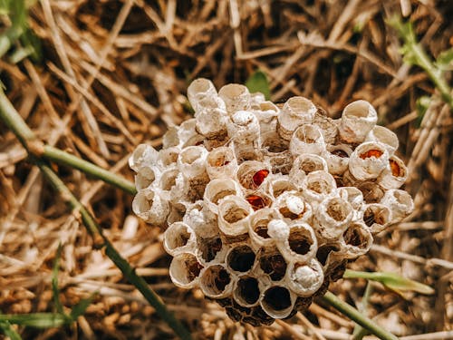 Close-up of Insect Nest 