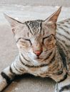 一只虎斑猫闭着眼睛，在明媚的阳光下享受一天，平静而满足