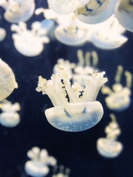 水下白色水母景观令人惊叹，展现了海洋生物的优雅