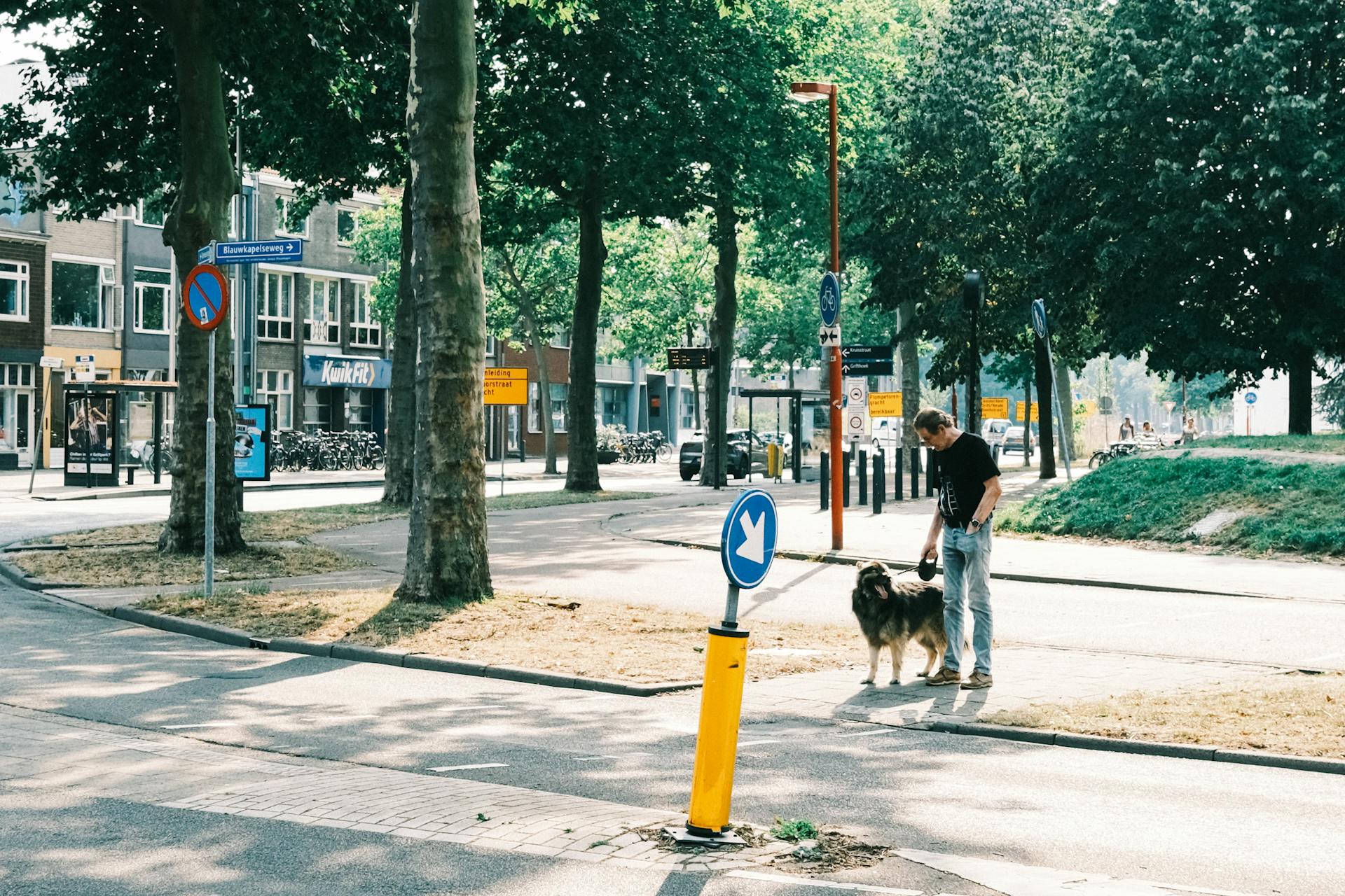 Full body of distant anonymous male owner standing on asphalt road with signs near trees with dog on leash with residential building in distance on street in city