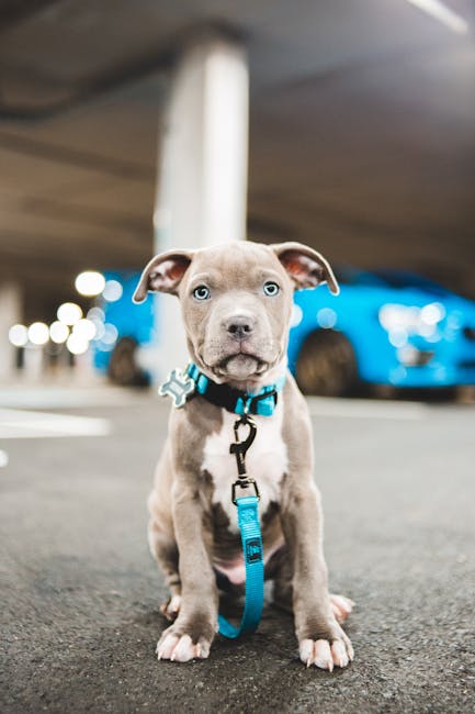 Cute puppy with bright blue eyes and leash resting against car on parking lot and looking at camera