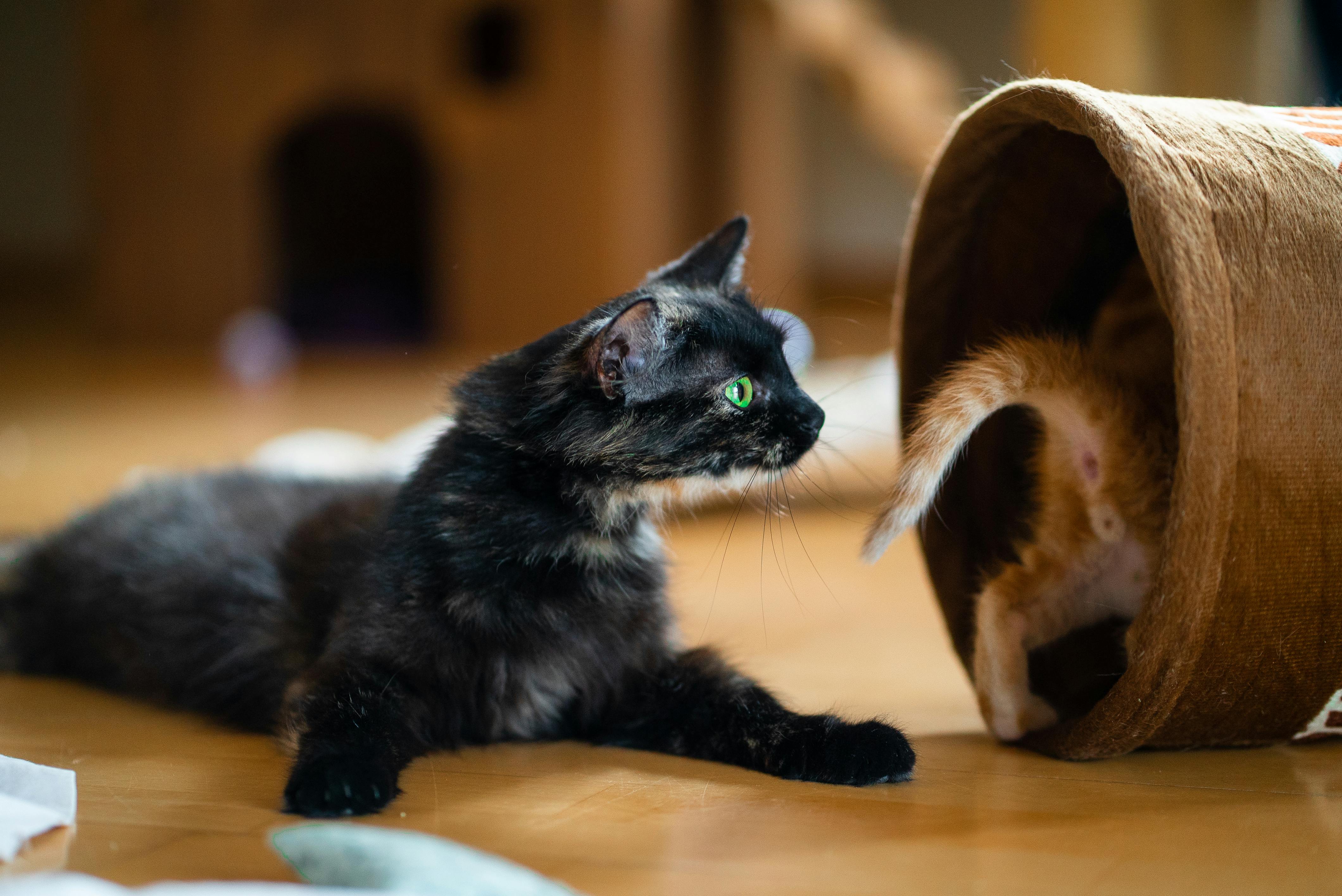 Pet Life Club