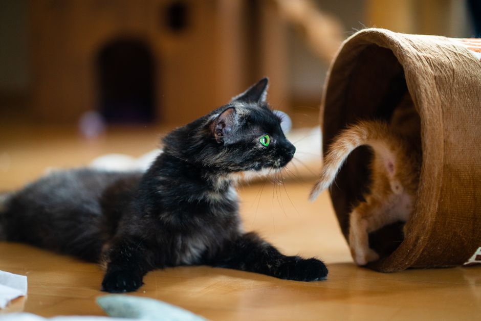 stop cat spraying indoors neuter clean enzyme