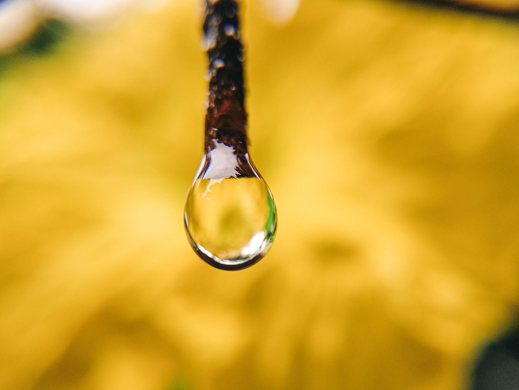 Close-up macro photograph of a water droplet hanging from a branch with a blurred yellow background.. pexels, close, macro