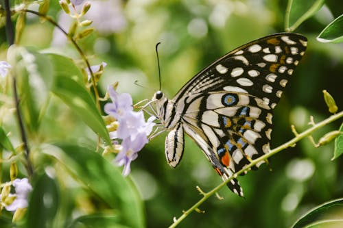 Fotobanka s bezplatnými fotkami na tému hmyz, kvety, motýľ