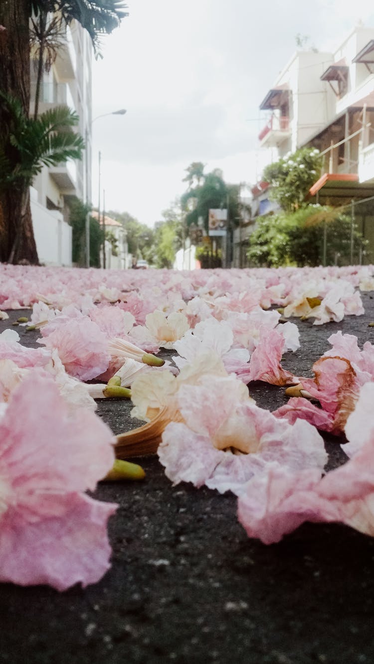 Flowers Lying On Street Ground