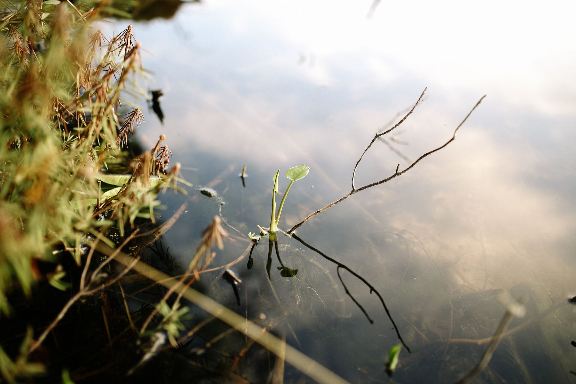 Close-up of a small plant growing by the water's edge with reflections and soft lighting.