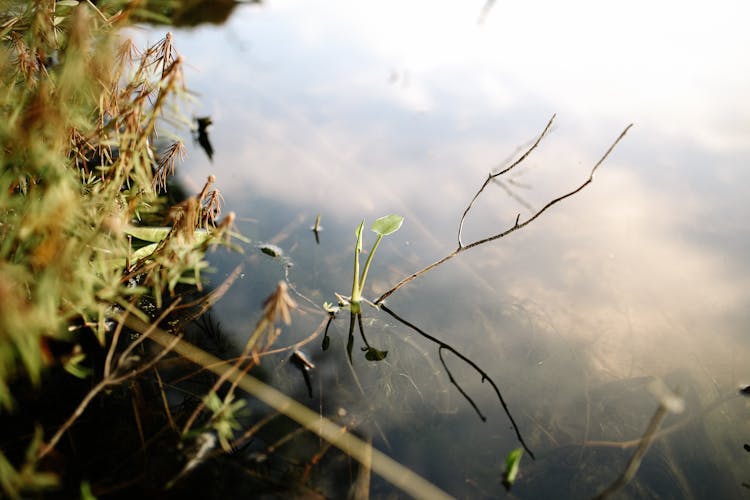 Close-up Of Plants Growing In Water