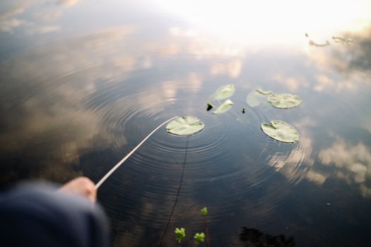 平静的湖面上，睡莲在天空多云的倒影中静静漂浮，构成一幅宁静的画面