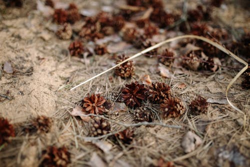 乾燥, 地面, 針葉樹コーンの無料の写真素材