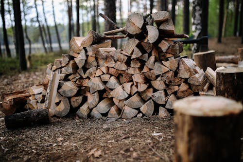 Pile of Wood in a Forest