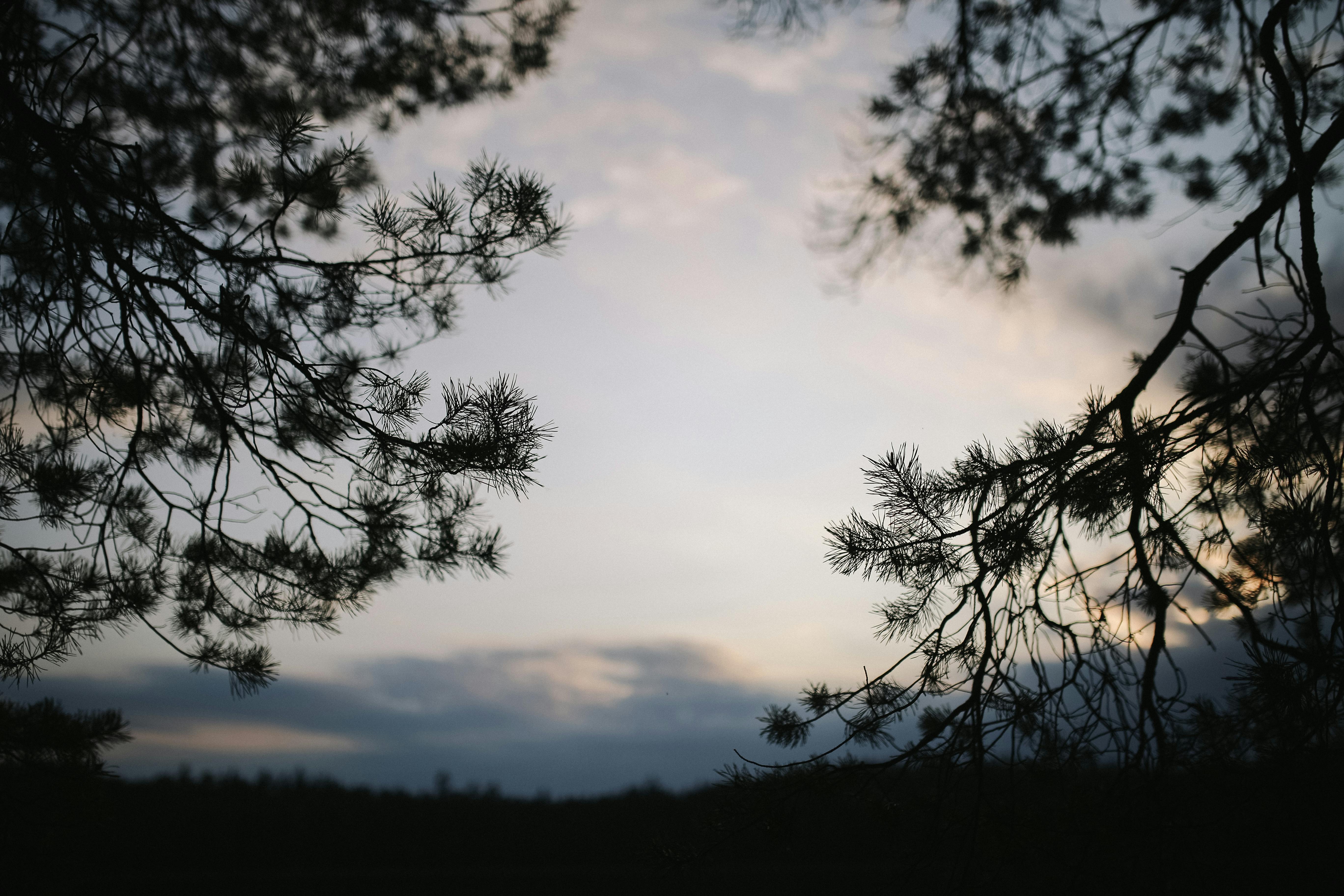 黄昏的天空下，针叶树的枝桠勾勒出迷人的轮廓，尽显自然的宁静之美