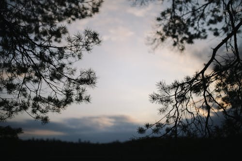 Silhouetted Conifer Trees on the Background of a Sunset 