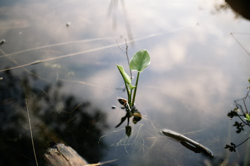 Fotos de stock gratuitas de agua, al aire libre, creciendo