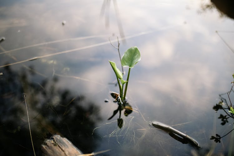 Plant Growing In Water