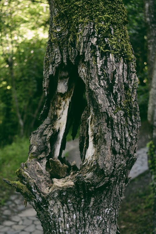 Immagine gratuita di albero, estate, esterno