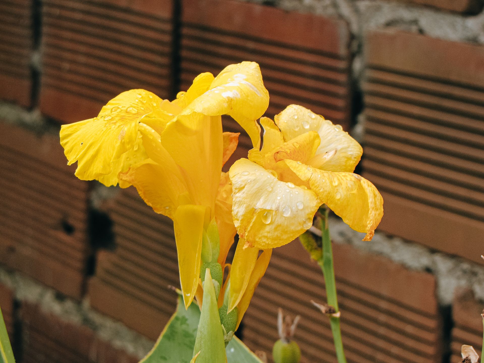 Vibrant yellow canna lily flower with water droplets against a brick wall background.
