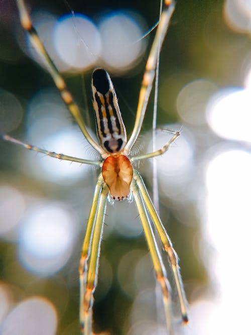 Immagine gratuita di animale, aracnide, avvicinamento