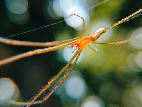 Macro Photography of a Spider