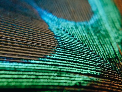 Free Vibrant macro image of a peacock feather displaying iridescent green and blue patterns. Stock Photo