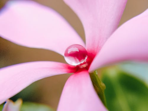 Close Up of a Pink Flower