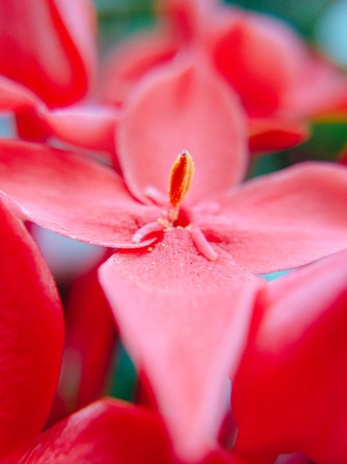 Free Vivid macro shot of red Ixora flower petals with soft blurred background. Stock Photo