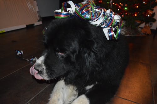 Ingyenes stockfotó aranyos állat, fekete kutya, karácsonyi parti témában