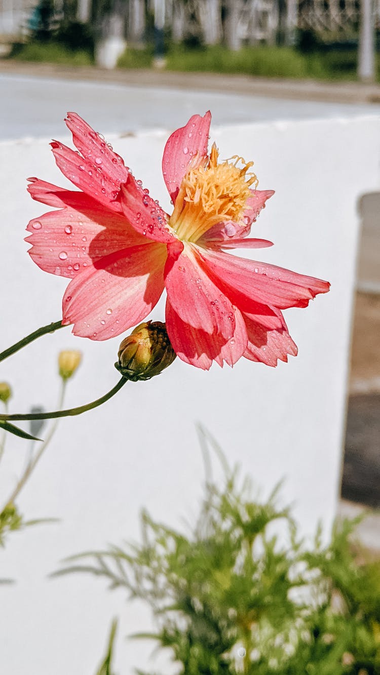 Pink Cosmos Flower 