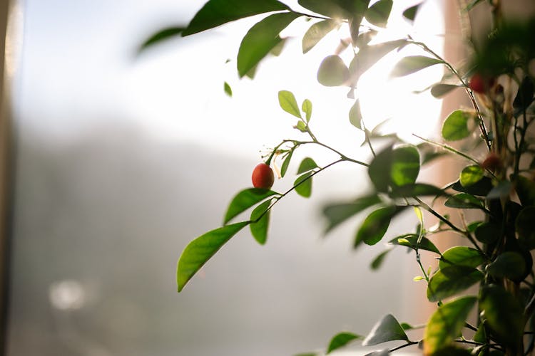 Close-up Of Cherry Tree With Fruit