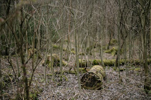 Gratis stockfoto met bedekt met mos, bomen, Bos Stockfoto