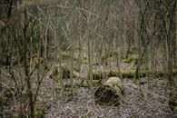 Old Tree Trunks Covered with Moss