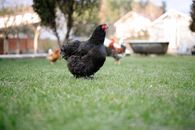 Black Hen on Green Grass Field