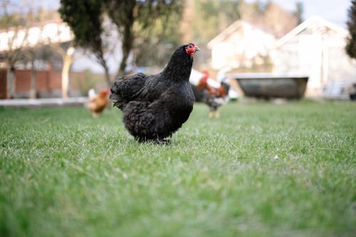 Free Black hen strolling on a grass lawn with other chickens in the background, outdoors. Stock Photo