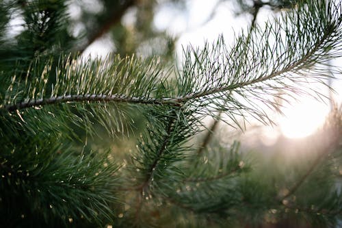 Close-up of a Conifer Twig 