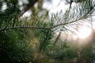 Green Pine Tree With Snow