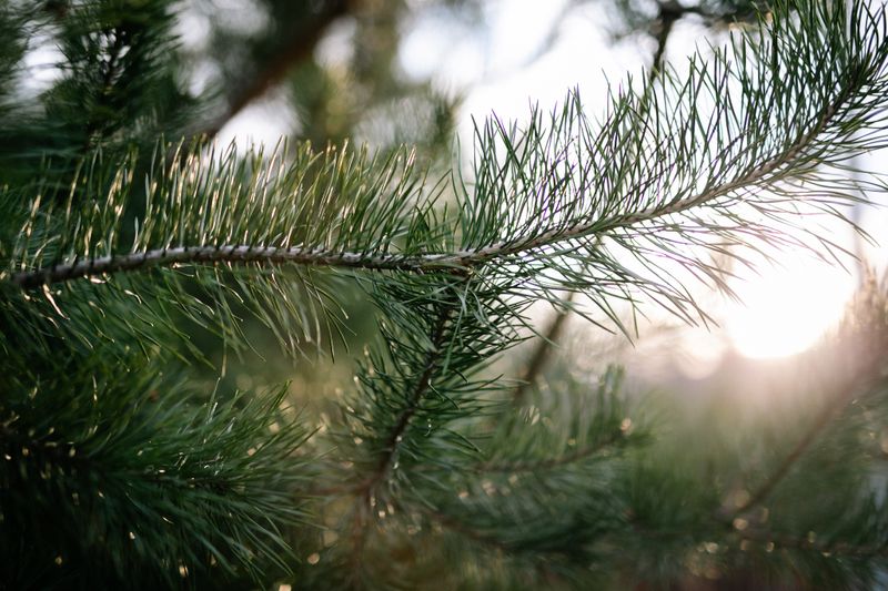 Tree Health & Care