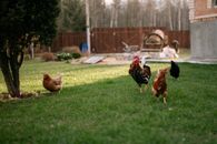 Brown Chicken on Green Grass Field
