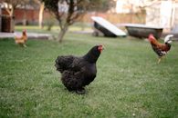 Black Hen on Green Grass Field
