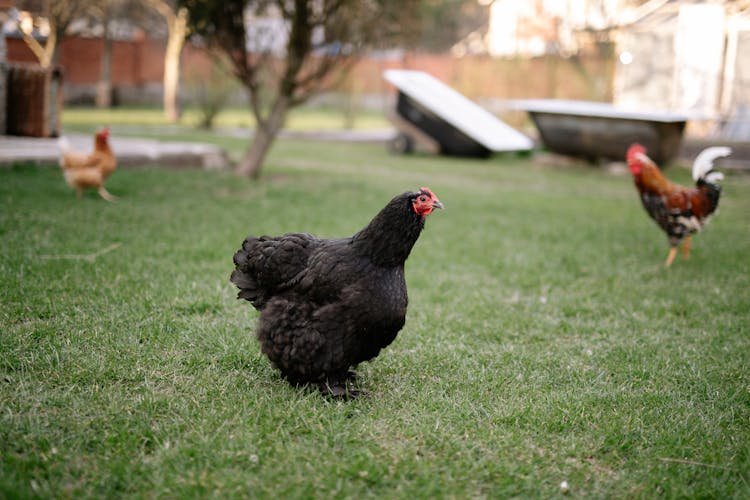 Chickens Walking On Grass 