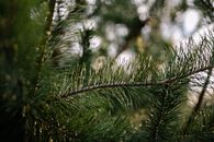 Green Pine Tree With Snow
